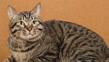 养狸花猫需要做哪些准备呢? 养狸花猫需要做哪些准备呢?