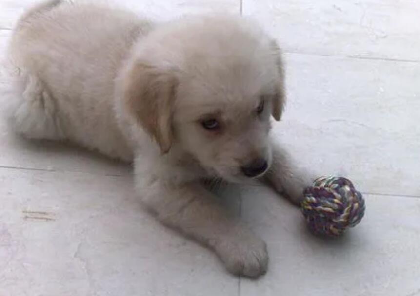 怎样训练金毛犬，注意这些小技巧