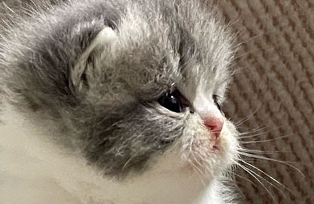 自己如何在家给猫做体检?来看看吧 自己如何在家给猫做体检?来看看吧