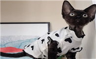 重庆德文卷毛猫猫舍