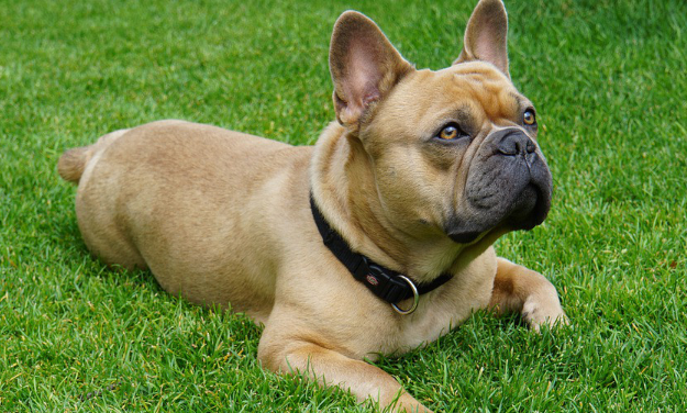 法国斗牛犬的6个“呼救信号”？非常容易被忽视！