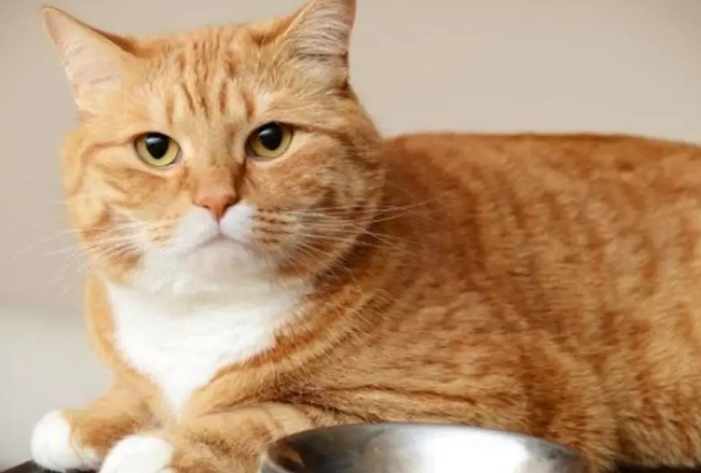 猫咪为什么厌食？