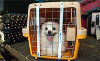宠物托运检疫费多少钱