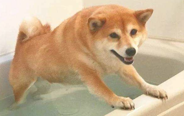 网红狗“柴犬”怎么样养？先掌握这种“优点和缺点”再聊吧