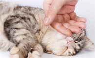 怎么样让猫猫黏我一点