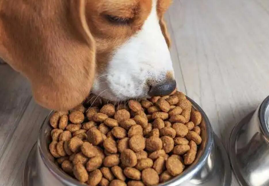 狗粮如何正确更换方法