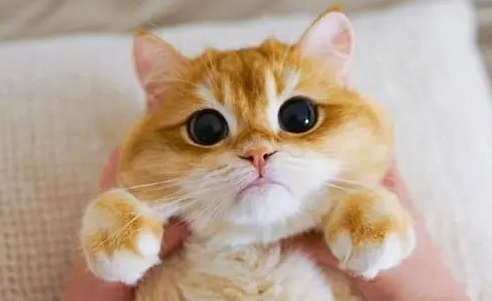 猫咪一阵一阵的发抖像打冷颤？有哪些原因？