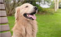 哈士奇居然排行世界十大无攻击犬第三名??