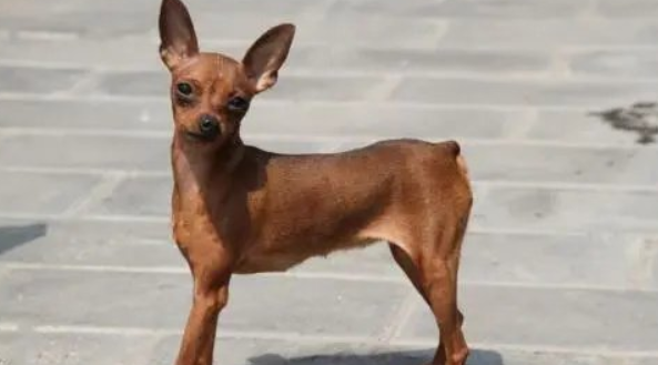 吉娃娃和小鹿犬的区别是什么？