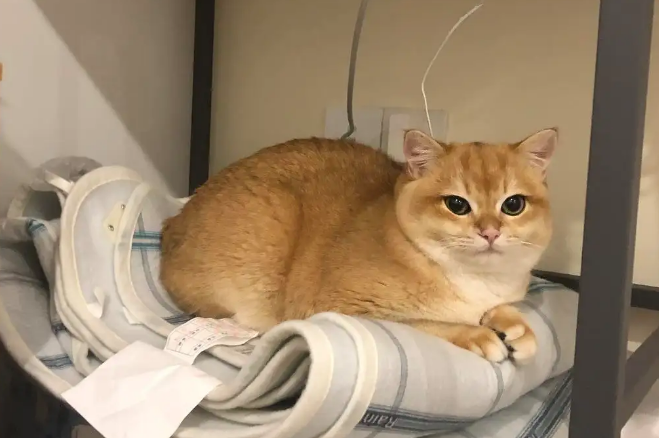 猫咪玩着玩着掉了一块大便 猫咪玩着玩着掉了一块大便
