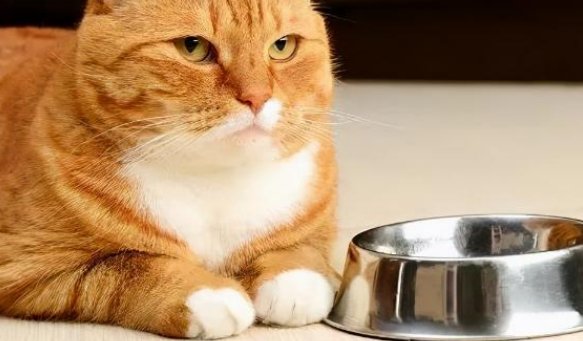 猫不吃饭主人该怎么办