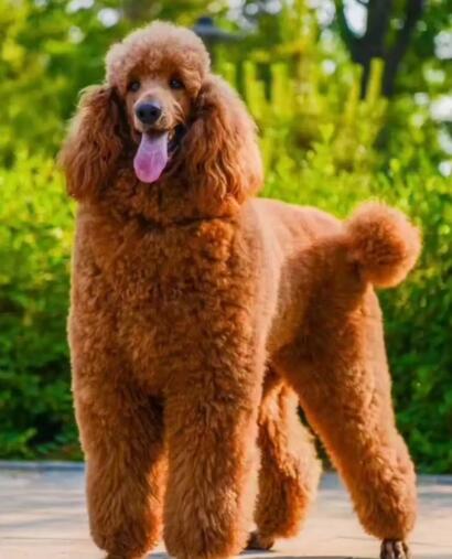 价钱高的“巨型贵宾犬”，最该下手吗？网民：尽管贵，但高性价比