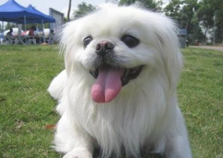 这5种中华田园犬，这算是真实的门面担当，各个也不输国外犬！