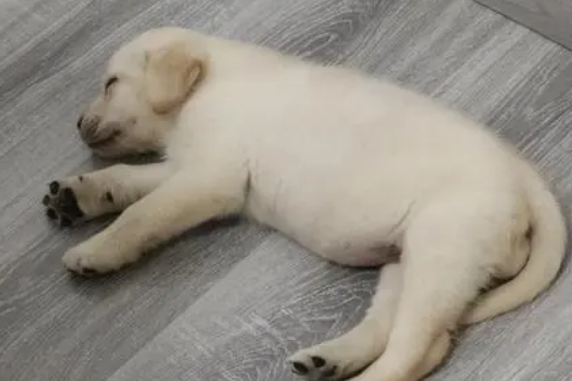 两个月拉布拉多能吃什么食物 两个月拉布拉多能吃什么食物