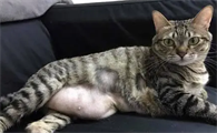 小猫肚子特别大鼓鼓的怎么办啊
