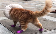 猫咪穿上鞋子就不会走路?猫咪穿上鞋子后的表现!