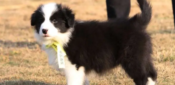 边境牧羊犬如何训练?智商界的大哥边牧训练方式介绍 边境牧羊犬如何训练?智商界的大哥边牧训练方式介绍