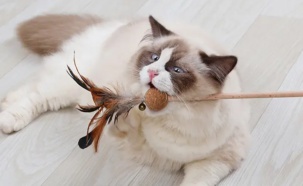 逗猫棒在猫咪眼里是什么?快来了解下吧 逗猫棒在猫咪眼里是什么?快来了解下吧