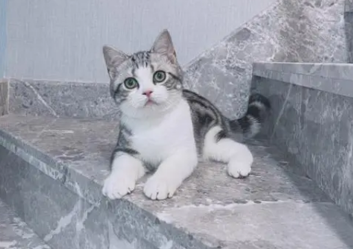 美短猫的优缺点有哪些？