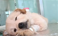 狗狗发烧40度怎么退烧啊