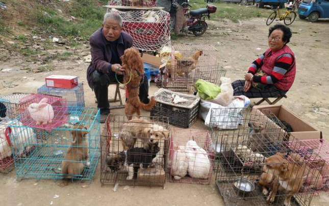 马鞍山狗市在什么地方 马鞍山狗市在什么地方