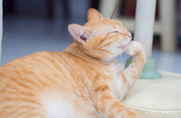 猫咪为什么光舔手