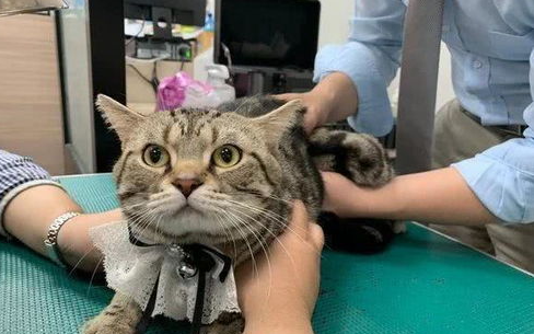 猫咪关节疾病的射线检查征象,疾病让猫咪苦不堪言! 猫咪关节疾病的射线检查征象,疾病让猫咪苦不堪言!