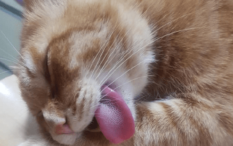 小猫咪舌头为什么很薄