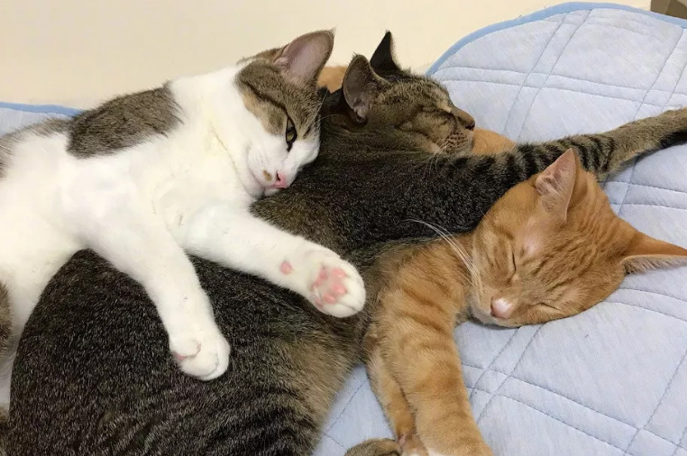 猫为什么喜欢靠着猫咪睡