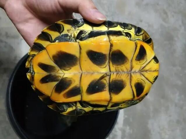格兰德苗子 伪龟图片 格兰德苗子 伪龟图片