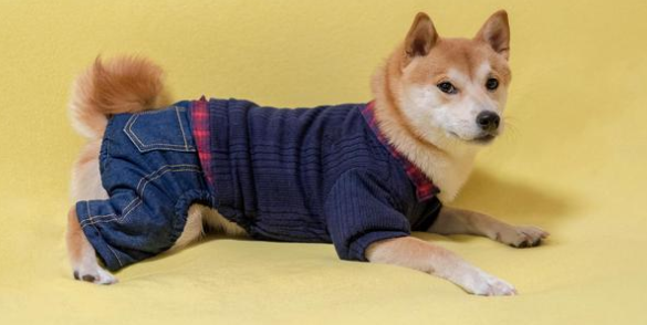 柴犬腹泻要吃啥啊? 柴犬腹泻要吃啥啊?