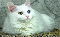 波斯猫串串有什么特征