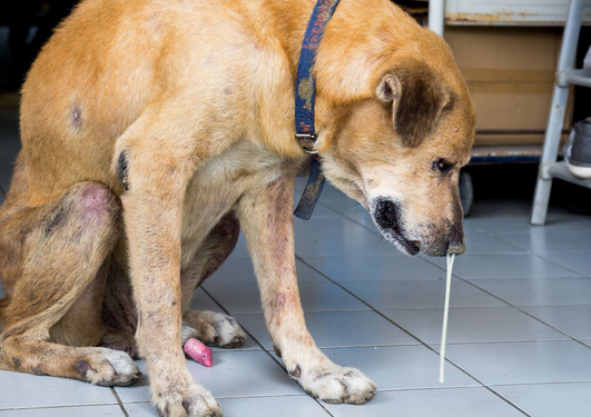 狗狗流黄鼻涕并不是犬瘟是发烧感冒吗？