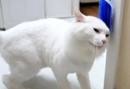 猫咪为什么老爱蹭东西怎么回事