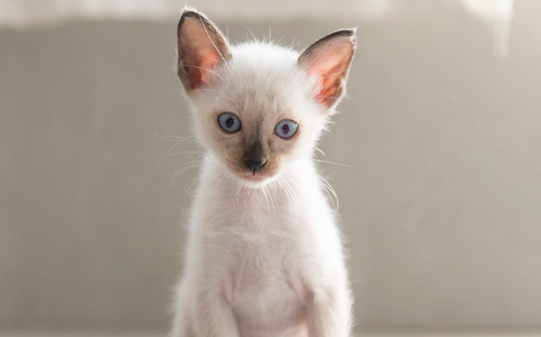 如何让猫咪养成良好的便溺习惯,养猫必修课! 如何让猫咪养成良好的便溺习惯,养猫必修课!