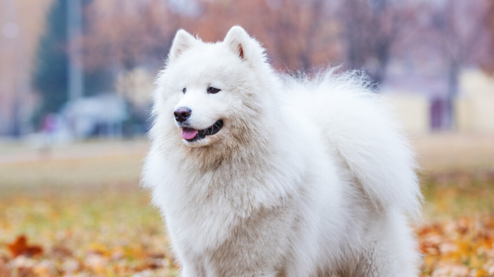 萨摩耶犬脾气好不好