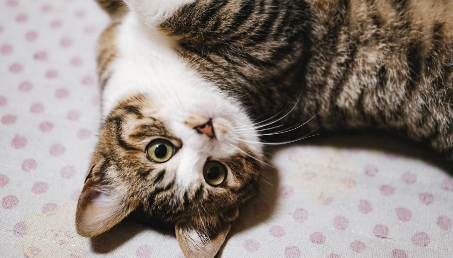 猫咪为什么不哈人
