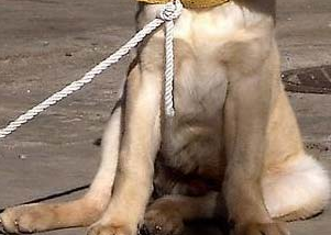 “犬髋关节发育不良症”如何治疗？宠主来get下吧