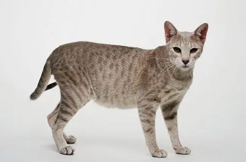 埃及猫冬天要穿衣服吗 埃及猫冬天要穿衣服吗