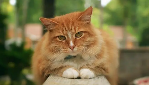 猫咪大便不成形有很大的问题吗?哪些原因在捣鬼?