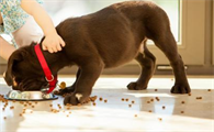 养护好狗狗肠胃，提升铲屎官和汪星人生活品质