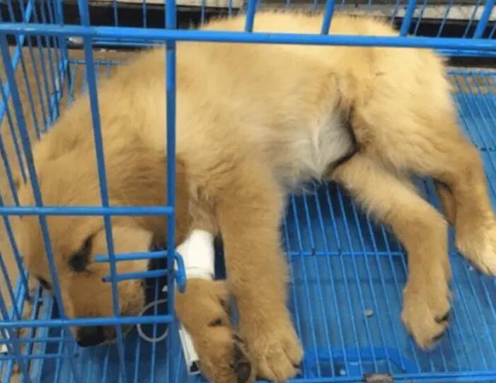 犬瘟症状前兆有哪些表现图片