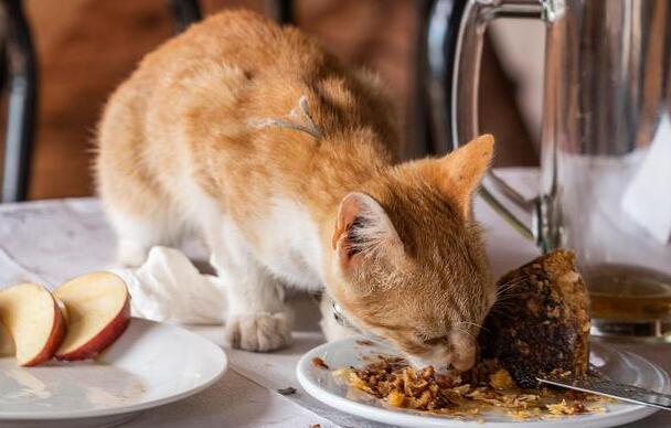 如何预防猫咪空调病?夏天猫咪饮食注意事项! 如何预防猫咪空调病?夏天猫咪饮食注意事项!