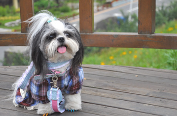 西施犬排出不来便多长时间時间恢复过来