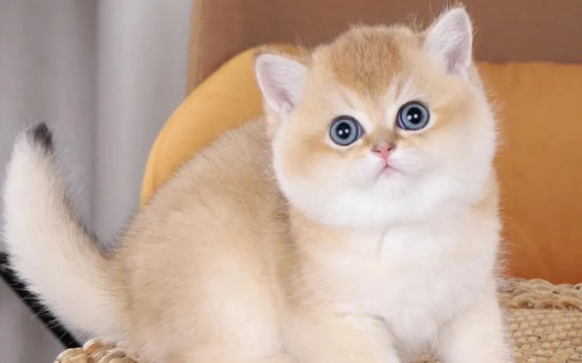 为什么猫咪总是要在特别饿的时候才吃猫粮? 为什么猫咪总是要在特别饿的时候才吃猫粮?