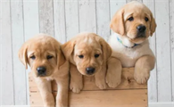 东莞金毛犬多少钱一只幼崽