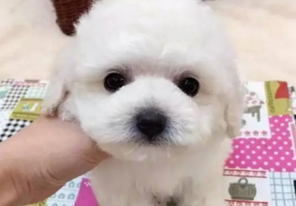 比熊犬恶心呕吐的缘故，主人应当高度重视