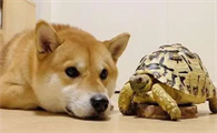 为什么狗会对乌龟感兴趣