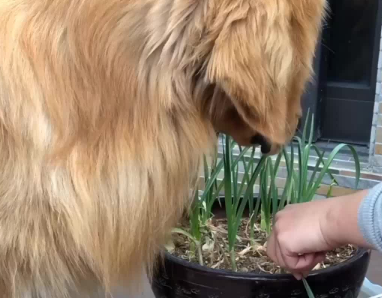 狗狗吃蒜苗会有什么症状