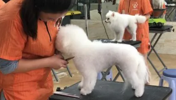 宠物美容师是干什么的 宠物美容师是干什么的